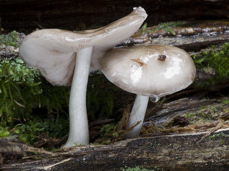 Pluteus pouzarianus